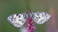 一对加勒白眼蝶落在花上，法国阿尔萨斯 (© Eric Ferry/Minden Pictures)
