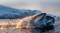 克瓦尔岛海岸以鲱鱼为食的座头鲸，北挪威特罗姆瑟 (© Espen Bergersen/Minden Pictures)