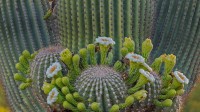 科罗纳多国家森林里的巨柱仙人掌花，亚利桑那 (© Jack Dykinga/Minden Pictures)