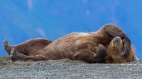 克拉克湖国家公园中一只休憩的灰熊幼崽，阿拉斯加库克湾 (© Erlend Krumsvik/Getty Images)