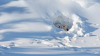 瓦普斯克国家公园内向洞穴外张望的北极熊幼崽，加拿大马尼托巴 (© Robert Harding/Alamy)