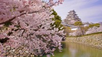 盛开的樱花和姬路城，日本姬路 (© Tororo/Getty Images)