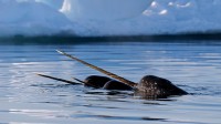 巴芬岛附近的一群独角鲸，加拿大努纳武特 (© Eric Baccega/Minden Pictures)