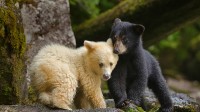 大熊雨林中一只柯莫德熊幼崽跟它的同胞挤在一起，加拿大 (© Ian McAllister/Offset)
