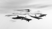 伊斯塔帕海岸的热带斑海豚，墨西哥 (© Christian Vizl/Tandem Stills + Motion)