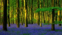 Micheldever Wood的蓝铃花，英国汉普郡 (© Hursley/Getty Images Plus)