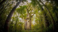 怀波瓦森林中一棵名为Te Matua Ngahere的巨型贝壳杉树 ，新西兰北地 (© Kim Westerskov/Getty Images)