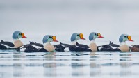 正在游水的雄性王绒鸭，挪威特罗姆斯-芬马克郡 (© Pal Hermansen/Minden Pictures)