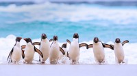 福克兰群岛上的南跳岩企鹅 (© Heike Odermatt/Minden Pictures)