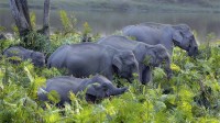 卡齐兰加国家公园的亚洲象群，印度阿萨姆邦 (© Parameswaran Pillai Karunakaran/Minden Pictures)