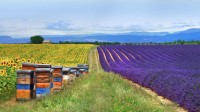 薰衣草田和蜂箱旁的向日葵地，法国普罗旺斯 (© leoks/Shutterstock)