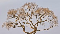 潘塔纳尔湿地中的裸颈鹳，巴西 (© Juan-Carlos Munoz/Minden Pictures)