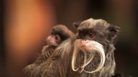 一只带着幼崽的长胡子皇狨猴 (© Chris White/iStock/Getty Images Plus)