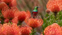 伯斯国家植物园针垫花上的一只雄性南方双领太阳鸟，南非开普敦 (© Martin Willis/Minden Pictures)