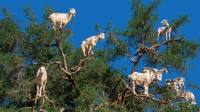 索维拉附近摩洛哥坚果树上的山羊，摩洛哥 (© Nizz/Shutterstock)