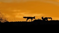 卡拉哈里沙漠中的南非狐，南非 (© NSP-RF/Alamy)
