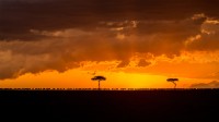 日落时分正在迁徙的斑纹角马群，肯尼亚马赛马拉野生动物保护区 (© Denis-Huot/Minden Pictures)