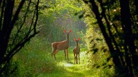 威斯康星州的白尾母鹿和小鹿 (© Karel Bock/Shutterstock)