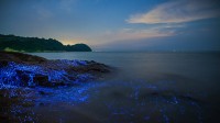 冈山沿岸的发光海洋萤火虫，日本 (© tdub_video/Getty Images)