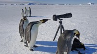 一群好奇的帝企鹅 (© Mint Images Limited/Alamy)