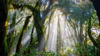 阳光穿透加拉霍奈国家公园中的森林，西班牙戈梅拉岛 (© Martin Siepmann/Westend61/Offset by Shutterstock)