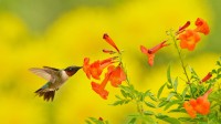 在食用黄钟花的红喉北蜂鸟，德克萨斯州丘陵地 (© Rolf Nussbaumer/Danita Delimont)