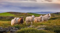 为圈羊节准备的冰岛羊 (© Pieter Tytgat/Getty Images)