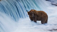 布鲁克斯河中的棕熊，阿拉斯加卡特迈国家公园 (© littleting/Pradthana Jarusriboonchai/Getty Images)