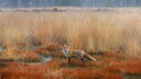 赤狐，荷兰 (© Wim Weenink/Minden Pictures)