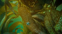 在加州海岸海藻上的赭色海星 (© Ralph Pace/Minden Pictures)
