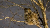 北海道的毛腿渔鸮，日本 (© Martin Bailey/Offset by Shutterstock)