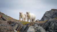 通戈山国家公园中的北极熊，加拿大 (© Cavan Images/Offset by Shutterstock)