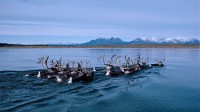 秋季迁徙时正在游过科伯克河的驯鹿，阿拉斯加 (© Michio Hoshino/Minden Pictures)