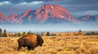 大提顿国家公园中的野牛，怀俄明州 (© Brian Evans/Getty Images)