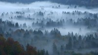混交林，菲森，巴伐利亚，德国 (© Erich Kuchling/DEEPOL by plainpicture)