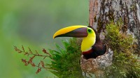 巢穴中的栗嘴巨嘴鸟，哥斯达黎加 (© Greg Basco/Minden Pictures)
