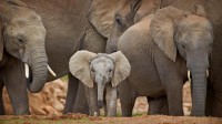 阿多大象国家公园中的非洲象，南非 (© Robert Harding/Alamy)