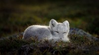 正在睡觉的北极狐 (© Menno Schaefer/Getty Images)