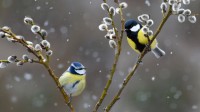 雪中的蓝山雀和大山雀，法国北孚日地区自然公园 (© Michel Rauch/Minden Pictures)