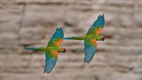 奥梅雷克的红额金刚鹦鹉，玻利维亚科恰班巴 (© Bernard Castelein/Minden Pictures)
