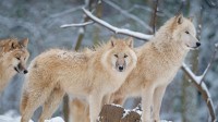 北极狼一家，加拿大 (© 4FR/Getty Images)