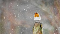 冬季暴风雪中的欧亚鸲，英格兰峰区国家公园 (© Ben Robson Hull Photography/Getty Images)