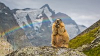 大格洛克纳山山峰前的土拨鼠，奥地利 (© SeppFriedhuber/Getty Images)