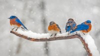 四只东蓝鸲，北卡罗莱纳州夏洛特 (© Elizabeth W. Kearley/Getty Images)