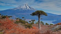 亚伊马火山与前景中的智利南洋杉，智利孔吉利奥国家公园 (© Fotografías Jorge León Cabello/Getty Images)