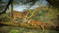 纳库鲁湖周围森林中的两只母狮子，肯尼亚    (© Scott Davis/Tandem Stills + Motion)