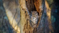 在树洞中休息的鸣角鸮，纽约马萨皮夸保护区 (© Vicki Jauron, Babylon and Beyond Photography/Getty Images)