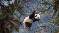 碧峰峡熊猫基地的大熊猫宝宝，中国四川 (© Suzi Eszterhas/Minden Pictures)