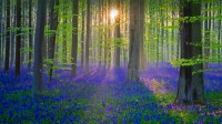 覆盖了Hallerbos森林地面的蓝铃花，比利时佛兰德 (© Jason Langley/plainpicture)