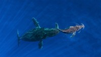 座头鲸妈妈将她熟睡的幼鲸推到水面，夏威夷毛伊岛 (© Ralph Pace/Minden Pictures)